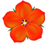 Scarlet Pimpernel Image